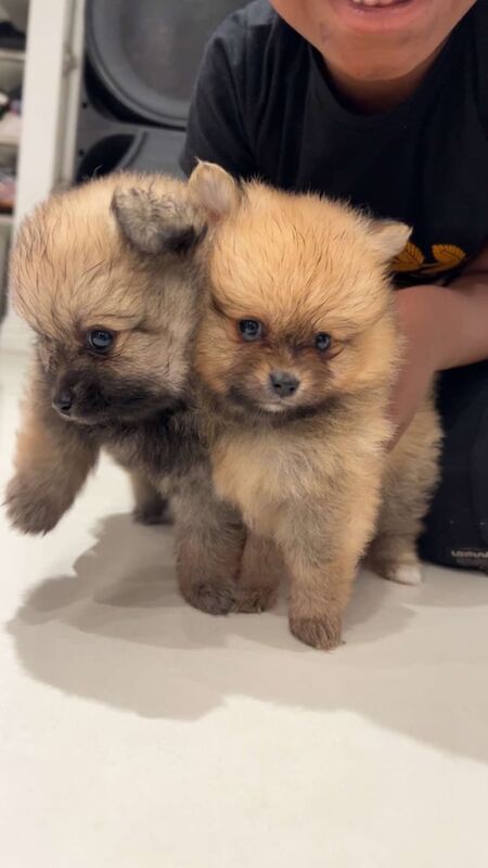 Pomeranian puppies for sale in Gravesend, Kent – 9 weeks old