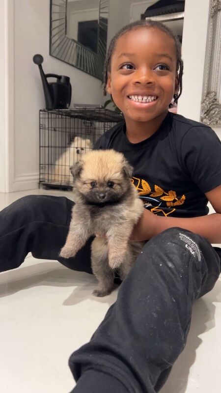 Pomeranian puppies for sale in Gravesend, Kent – 9 weeks old - Image 2 of 3