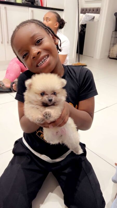 Pomeranian puppies for sale in Gravesend, Kent – 9 weeks old - Image 3 of 3