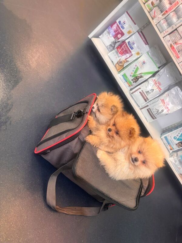 Adorable pure Pomeranian puppies xs