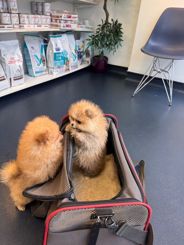 Adorable pure Pomeranian puppies xs - Image 2 of 3