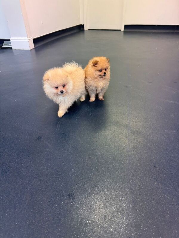 Adorable pure Pomeranian puppies xs - Image 3 of 3