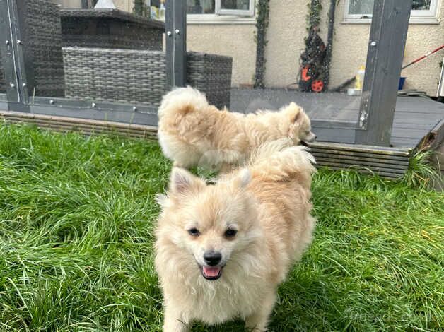 Pomeranian puppies for sale in Burton upon Trent, Staffordshire – 1 year old - Image 1 of 5
