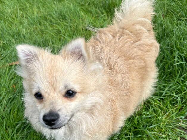 Pomeranian puppies for sale in Burton upon Trent, Staffordshire – 1 year old - Image 2 of 5