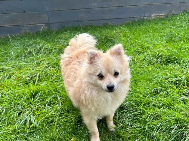 Pomeranian puppies for sale in Burton upon Trent, Staffordshire – 1 year old - Image 3 of 5