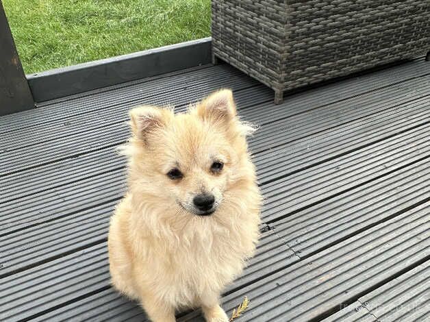 Pomeranian puppies for sale in Burton upon Trent, Staffordshire – 1 year old - Image 5 of 5