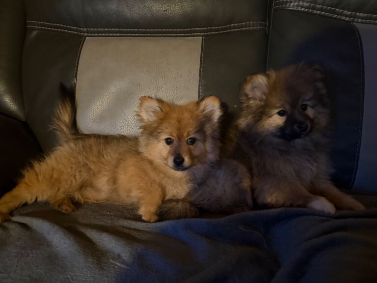 Adorable Toy Pomeranian Puppies loving homes - Image 2 of 4