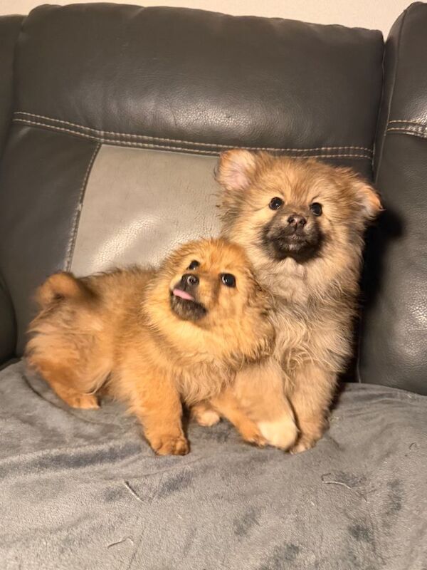 Adorable Toy Pomeranian Puppies loving homes - Image 3 of 4