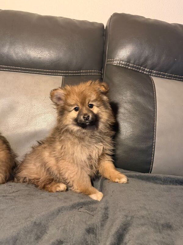 Adorable Toy Pomeranian Puppies loving homes - Image 4 of 4