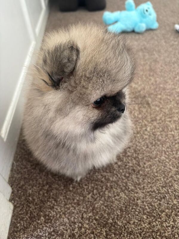 Pomeranian puppies for sale in Orpington, Greater London – 9 weeks old