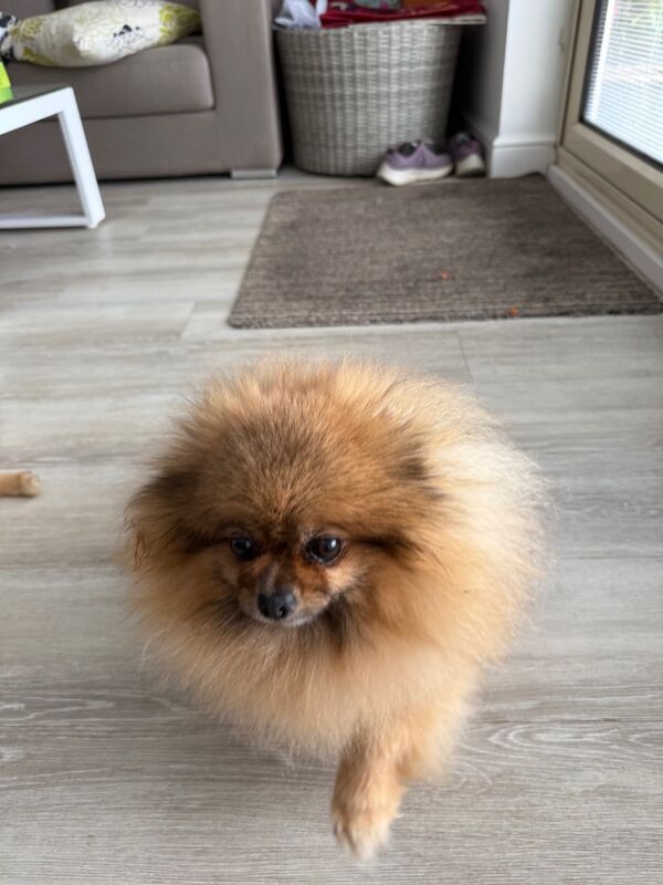 Pomeranian puppies for sale in Doncaster, South Yorkshire – 8 years old