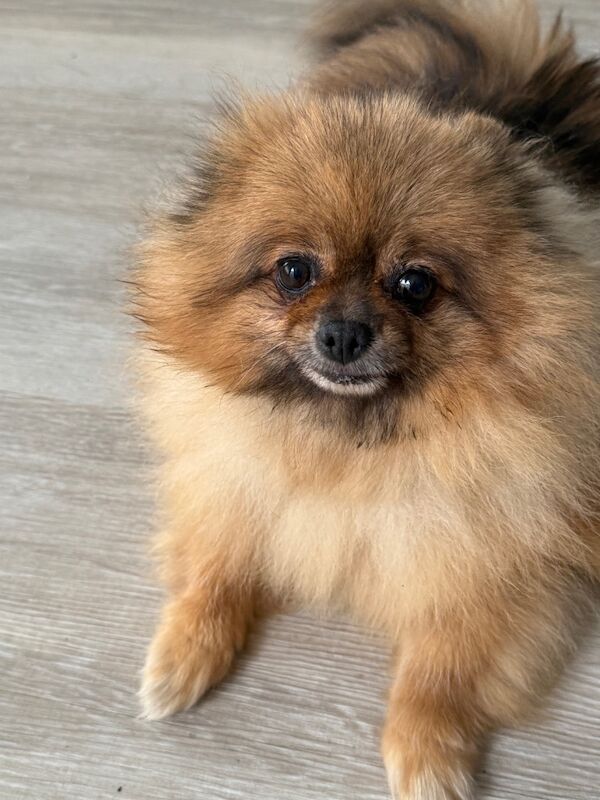 Pomeranian puppies for sale in Doncaster, South Yorkshire – 8 years old - Image 2 of 9