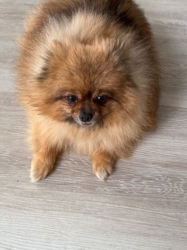 Pomeranian puppies for sale in Doncaster, South Yorkshire – 8 years old - Image 3 of 9
