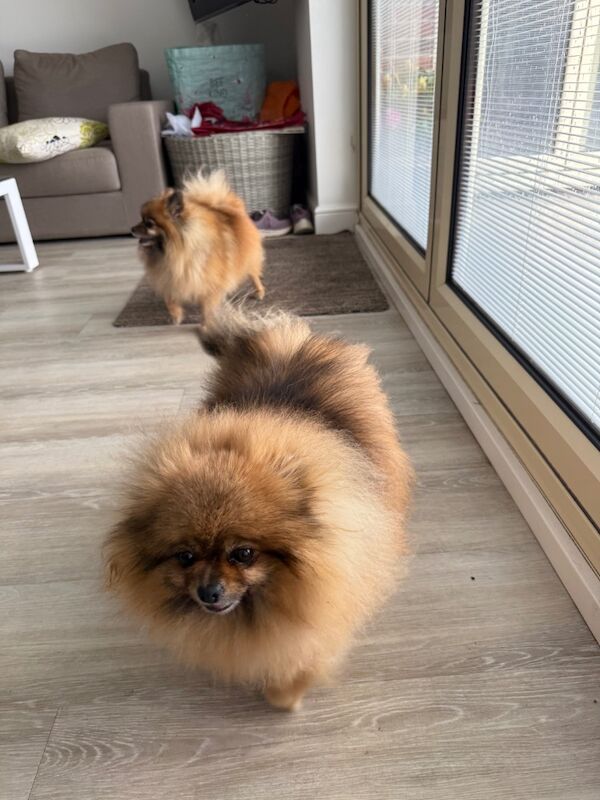 Pomeranian puppies for sale in Doncaster, South Yorkshire – 8 years old - Image 4 of 9
