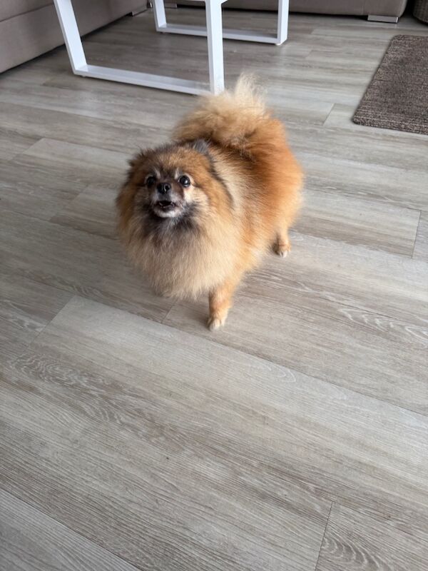Pomeranian puppies for sale in Doncaster, South Yorkshire – 8 years old - Image 5 of 9