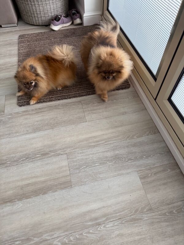 Pomeranian puppies for sale in Doncaster, South Yorkshire – 8 years old - Image 6 of 9