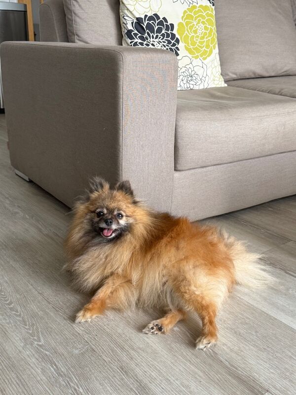 Pomeranian puppies for sale in Doncaster, South Yorkshire – 8 years old - Image 7 of 9