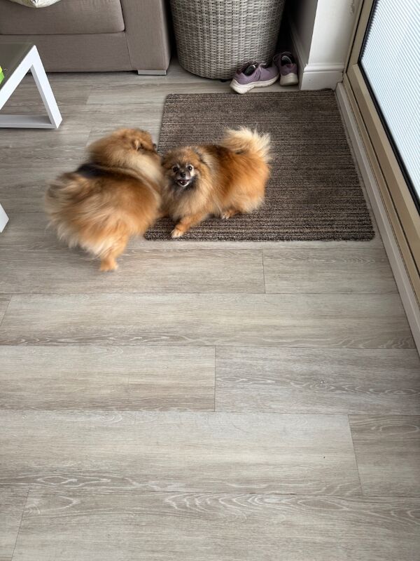 Pomeranian puppies for sale in Doncaster, South Yorkshire – 8 years old - Image 8 of 9