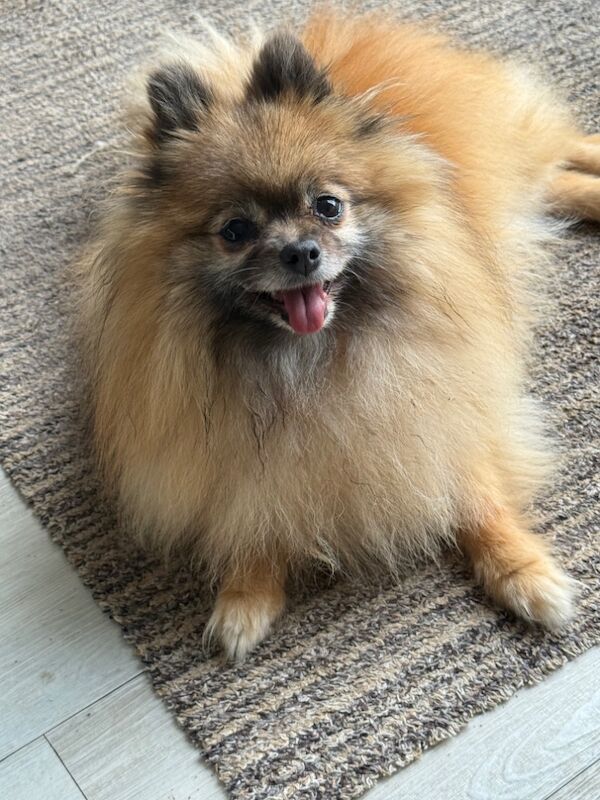 Pomeranian puppies for sale in Doncaster, South Yorkshire – 8 years old - Image 9 of 9