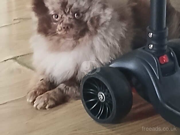 Pomeranian puppies for sale in Enfield, London – 2 years old - Image 2 of 2