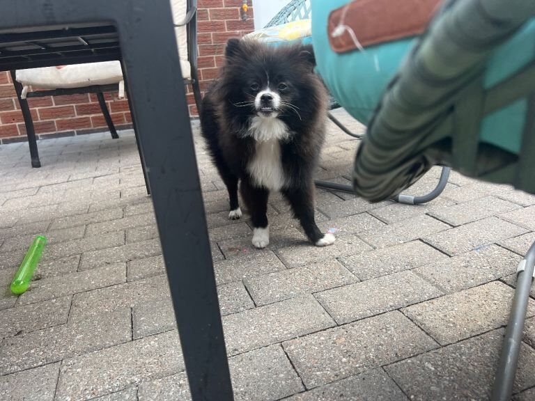 Amazing puppy for rehomeing - Image 2 of 6