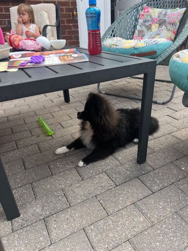 Amazing puppy for rehomeing - Image 5 of 6