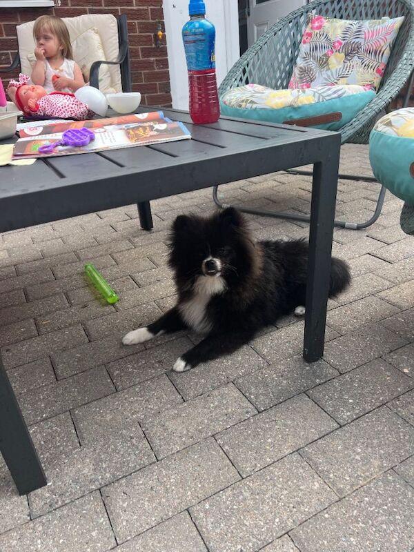 Amazing puppy for rehomeing - Image 6 of 6