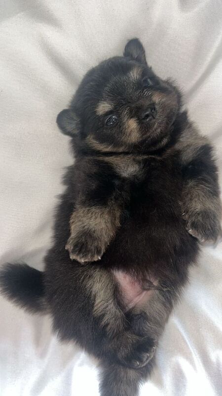 Baby poms - Image 2 of 3