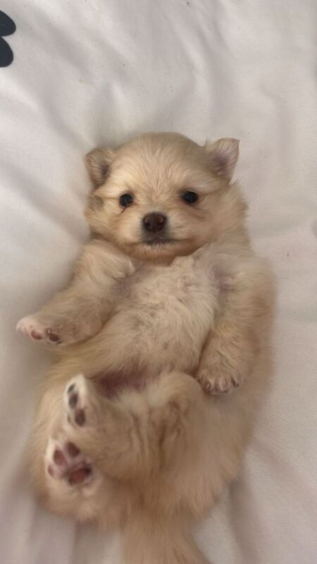 Baby poms - Image 3 of 3