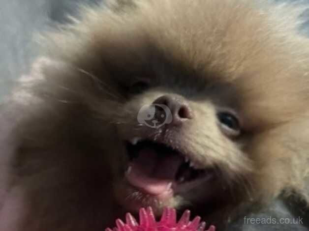 Pomeranian puppies for sale in Swansea – KC registered, 1 year old - Image 2 of 3