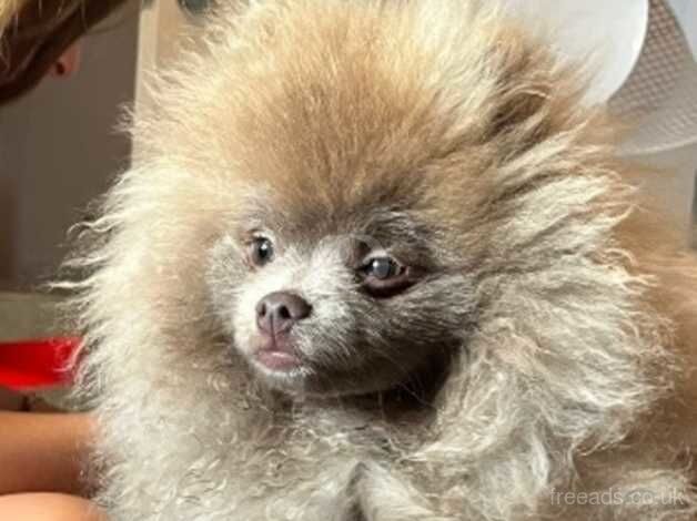 Pomeranian puppies for sale in Swansea – KC registered, 1 year old - Image 3 of 3