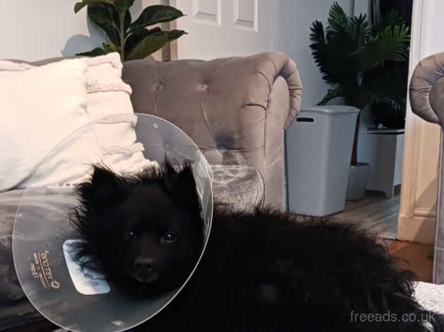 Pomeranian puppies for sale in Accrington, Lancashire – 5 years old - Image 3 of 5