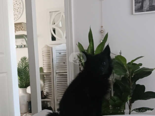 Pomeranian puppies for sale in Accrington, Lancashire – 5 years old - Image 5 of 5