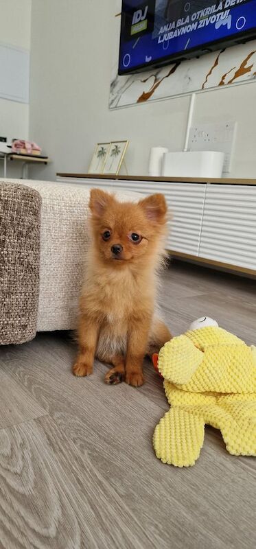 Pomeranian puppies for sale in Heathrow, London – 4 months old
