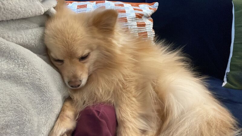 Beautiful 5-Year-Old Cream/White Pomeranian – Loving Home Wanted