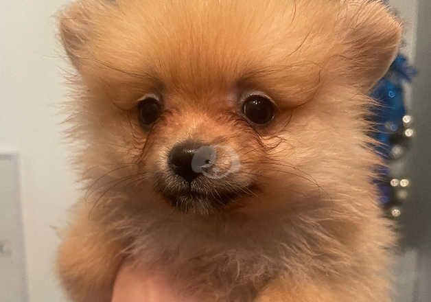 Pomeranian puppies for sale in Bishop Auckland, Durham – 1 year old - Image 2 of 5