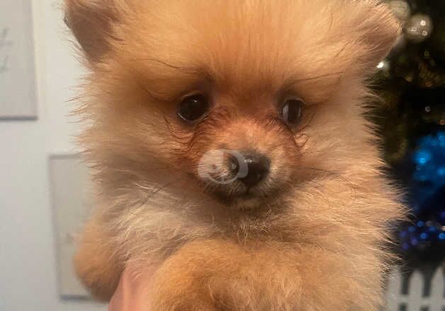Pomeranian puppies for sale in Bishop Auckland, Durham – 1 year old - Image 3 of 5