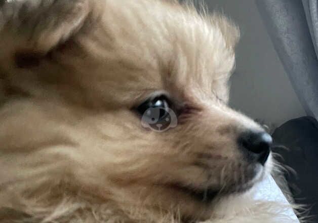 Pomeranian puppies for sale in Bishop Auckland, Durham – 1 year old - Image 4 of 5
