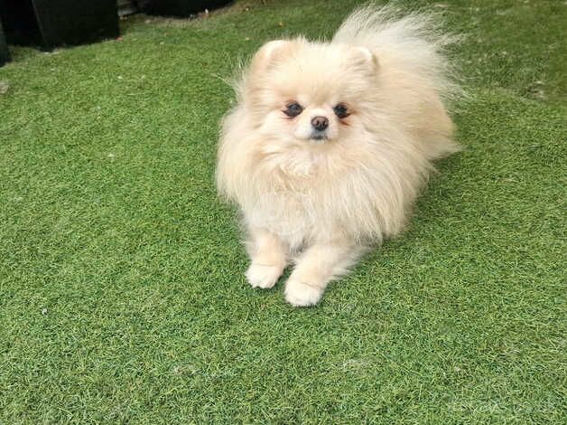 Pomeranian puppies for sale in Peterborough, Cambridgeshire – 3 years old - Image 1 of 5