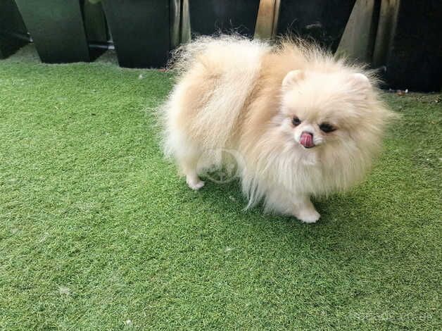 Pomeranian puppies for sale in Peterborough, Cambridgeshire – 3 years old - Image 3 of 5