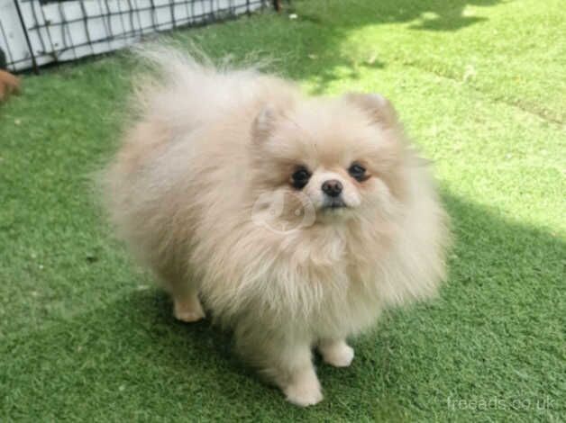 Pomeranian puppies for sale in Peterborough, Cambridgeshire – 3 years old - Image 4 of 5
