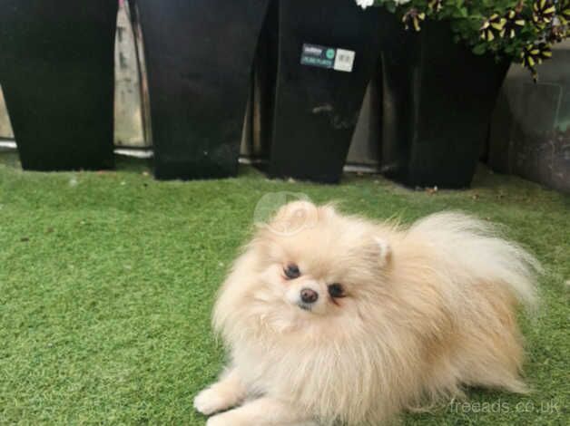 Pomeranian puppies for sale in Peterborough, Cambridgeshire – 3 years old - Image 5 of 5