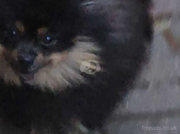 Pomeranian puppies for sale in Leeds, West Yorkshire – 2 years old - Image 2 of 5
