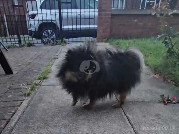 Pomeranian puppies for sale in Leeds, West Yorkshire – 2 years old - Image 3 of 5