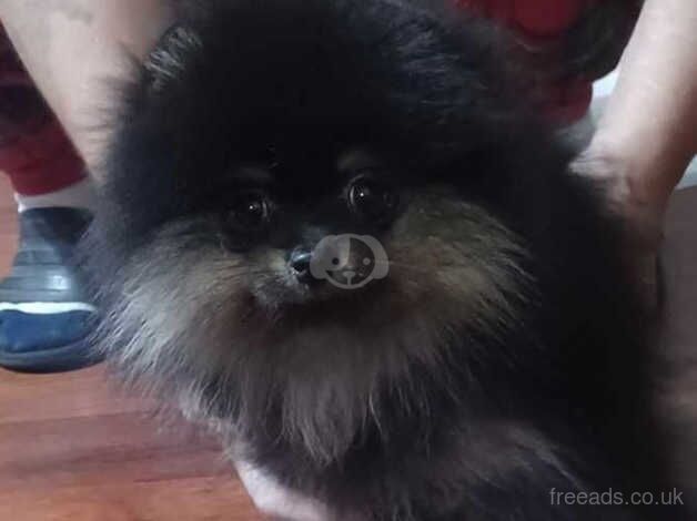 Pomeranian puppies for sale in Leeds, West Yorkshire – 2 years old - Image 4 of 5