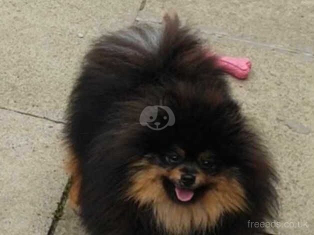 Pomeranian puppies for sale in Leeds, West Yorkshire – 2 years old - Image 5 of 5