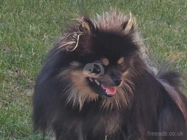Pomeranian puppies for sale in Leeds, West Yorkshire – 2 years old - Image 2 of 5