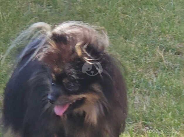 Pomeranian puppies for sale in Leeds, West Yorkshire – 2 years old - Image 4 of 5