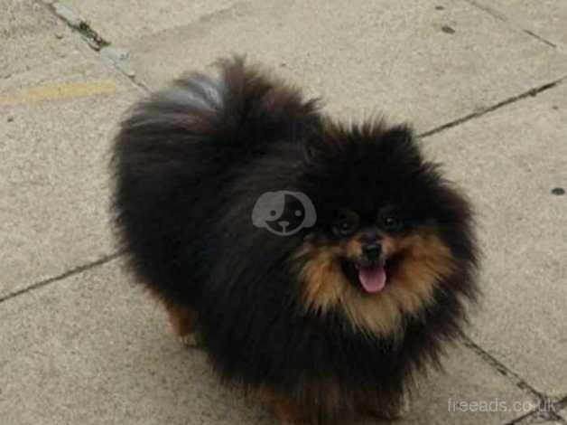 Pomeranian puppies for sale in Leeds, West Yorkshire – 2 years old - Image 5 of 5