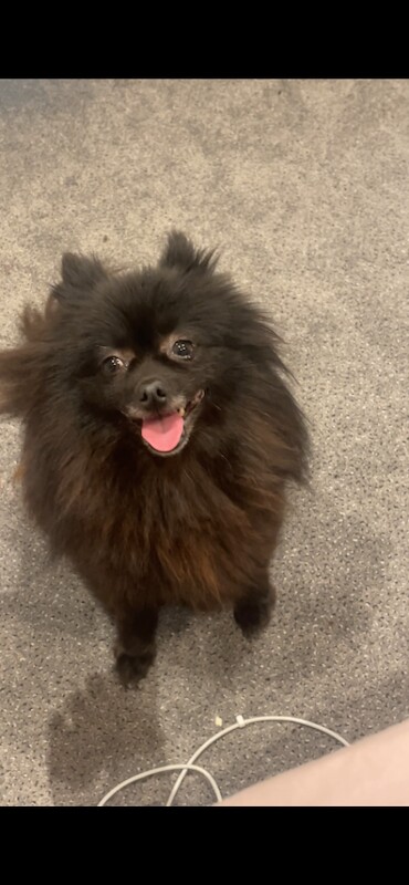 Beautiful Black Pomeranian